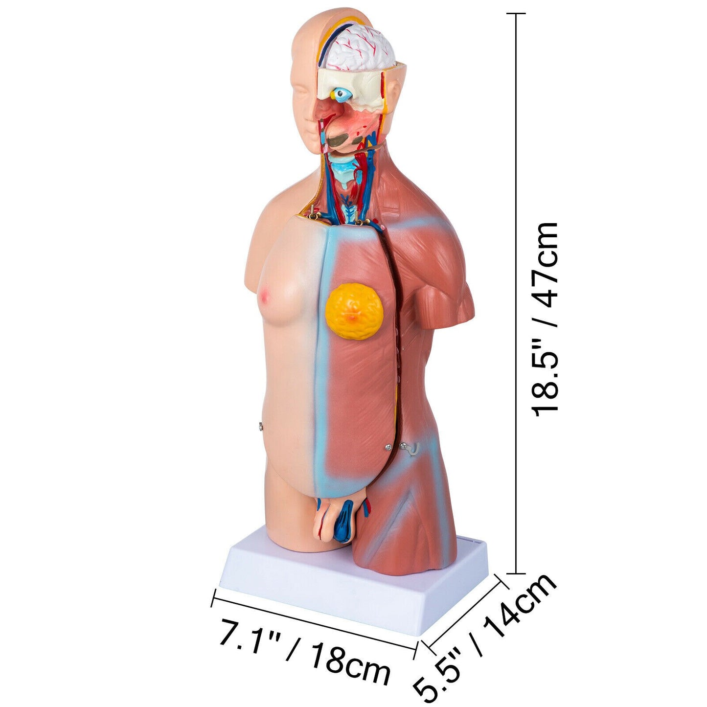 45CM Human Skeleton Anatomy Model Unisex